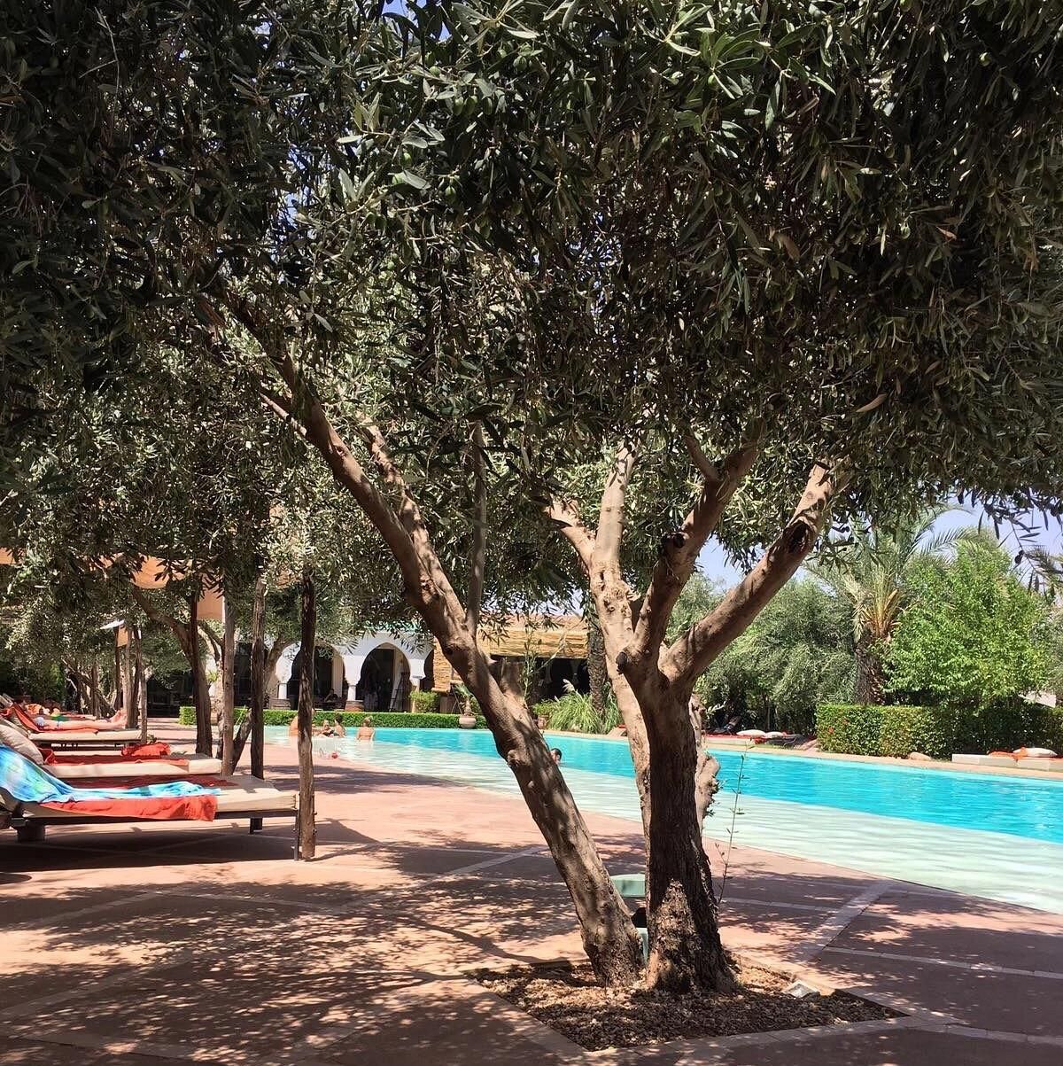 Manzil La Tortue - Pool 15