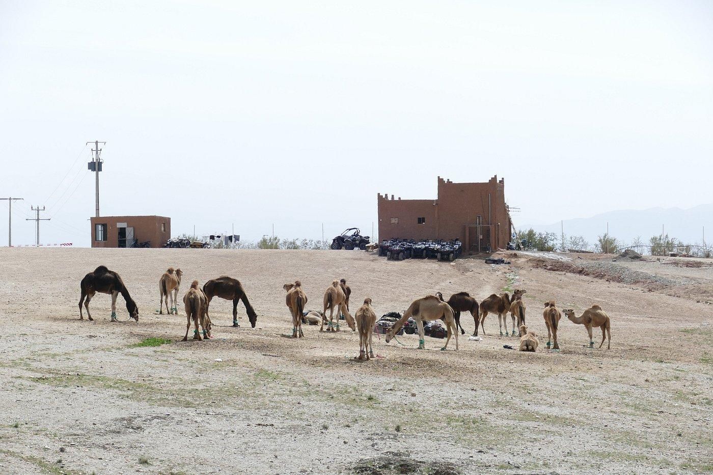 The White Camel Agafay - Pool 14