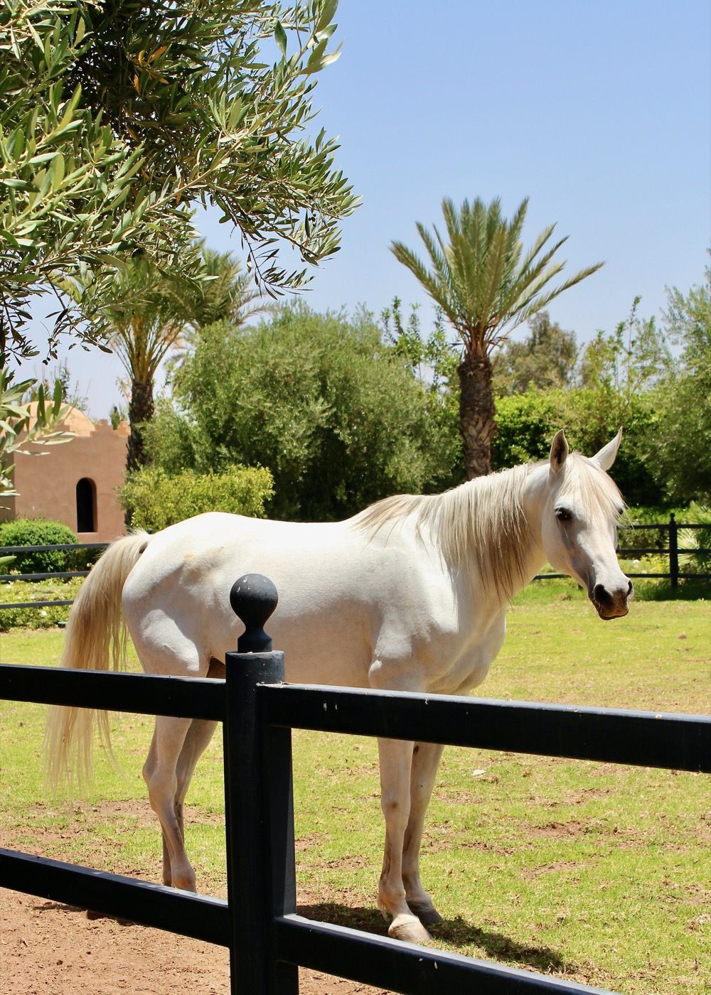 Le Brunch du Selman 3