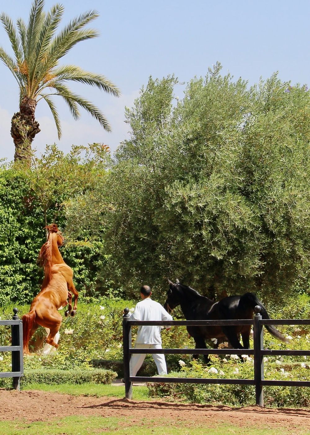 Le Brunch du Selman 5