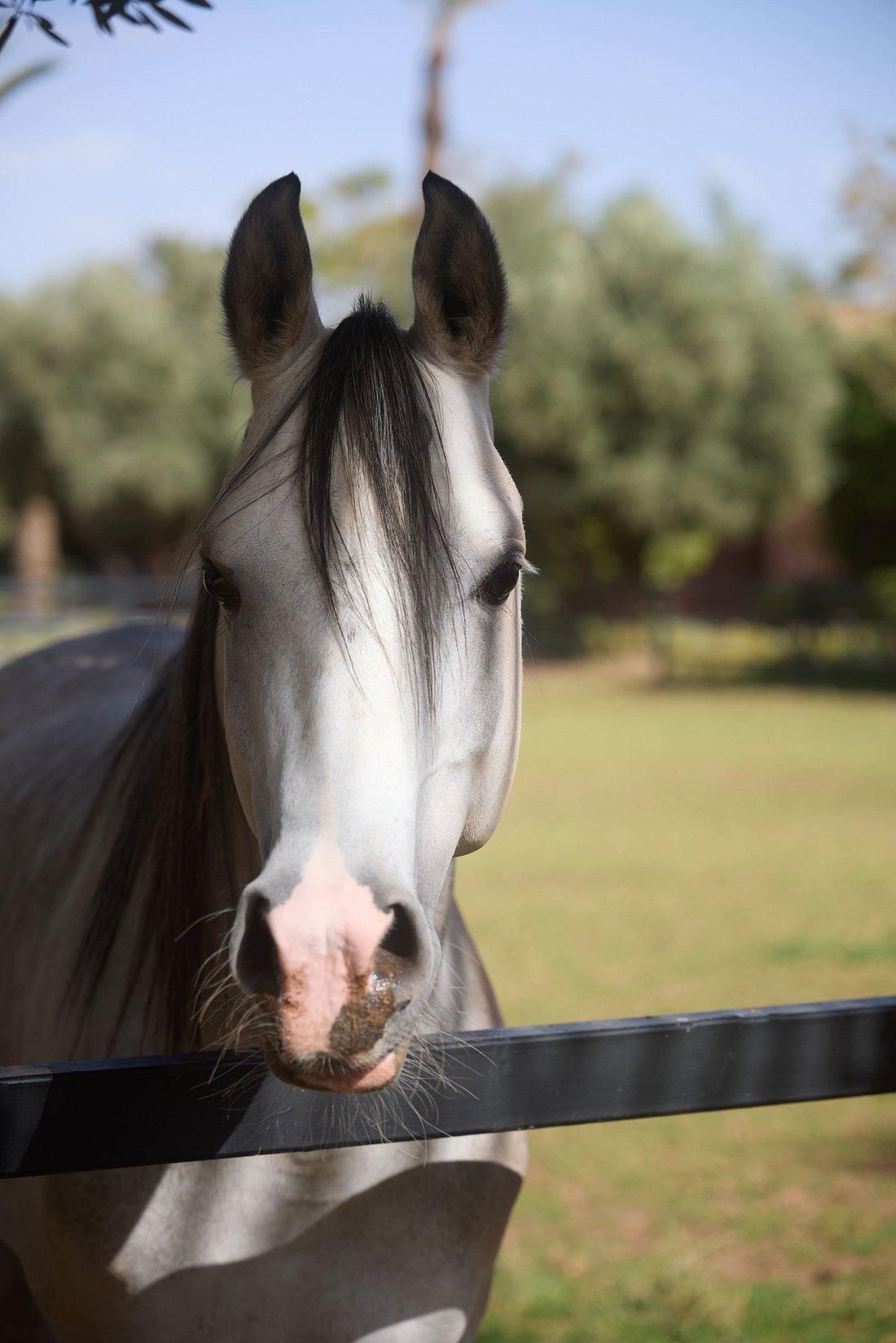 Le Brunch du Selman 9