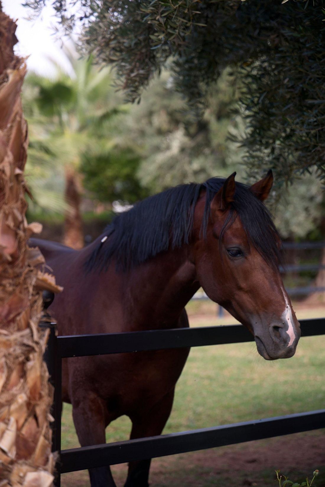 Le Brunch du Selman 10