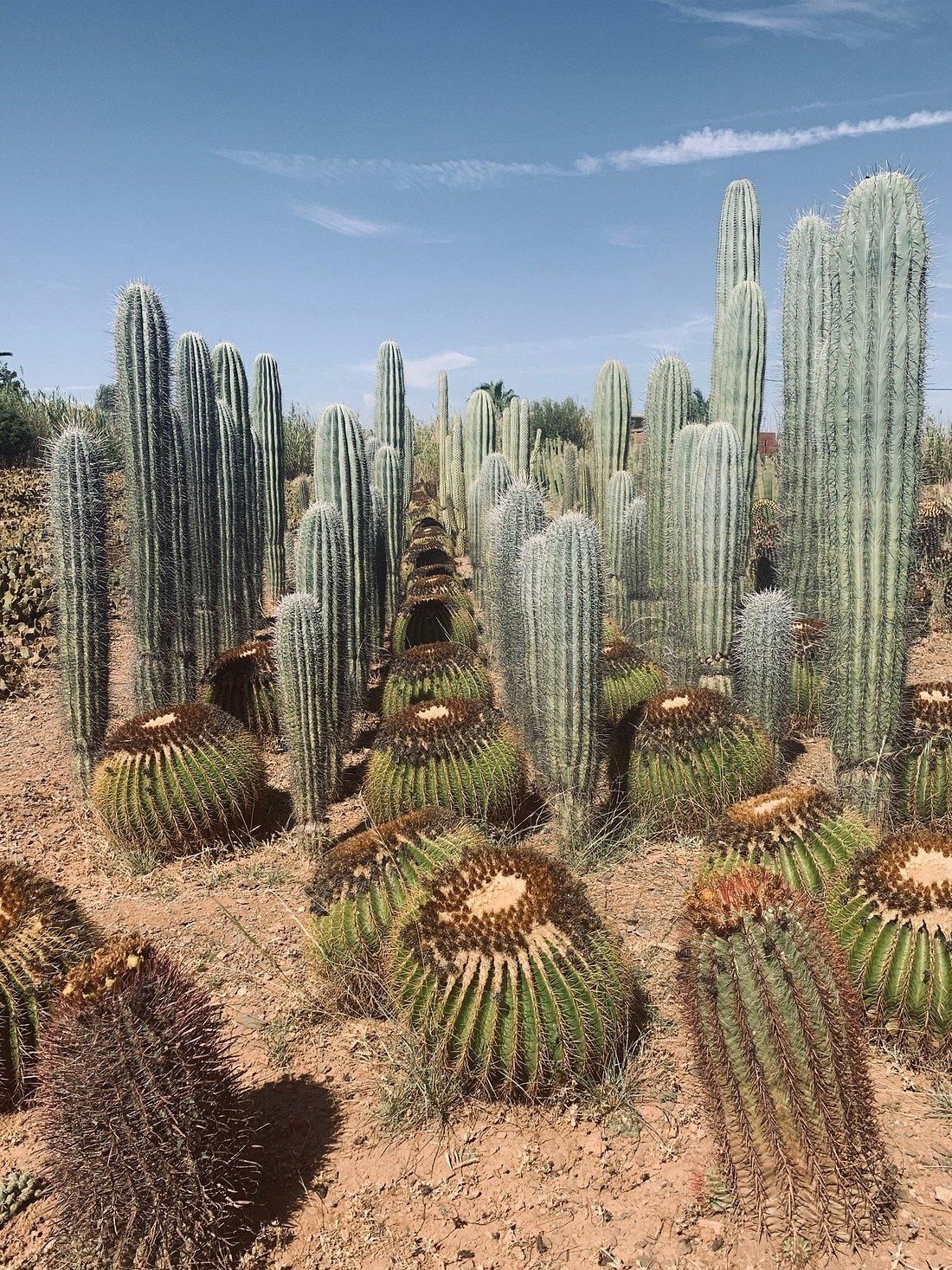 Cactus Thiemann 13