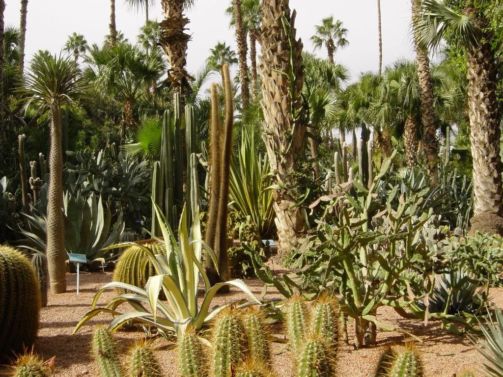 Jardin Majorelle 11