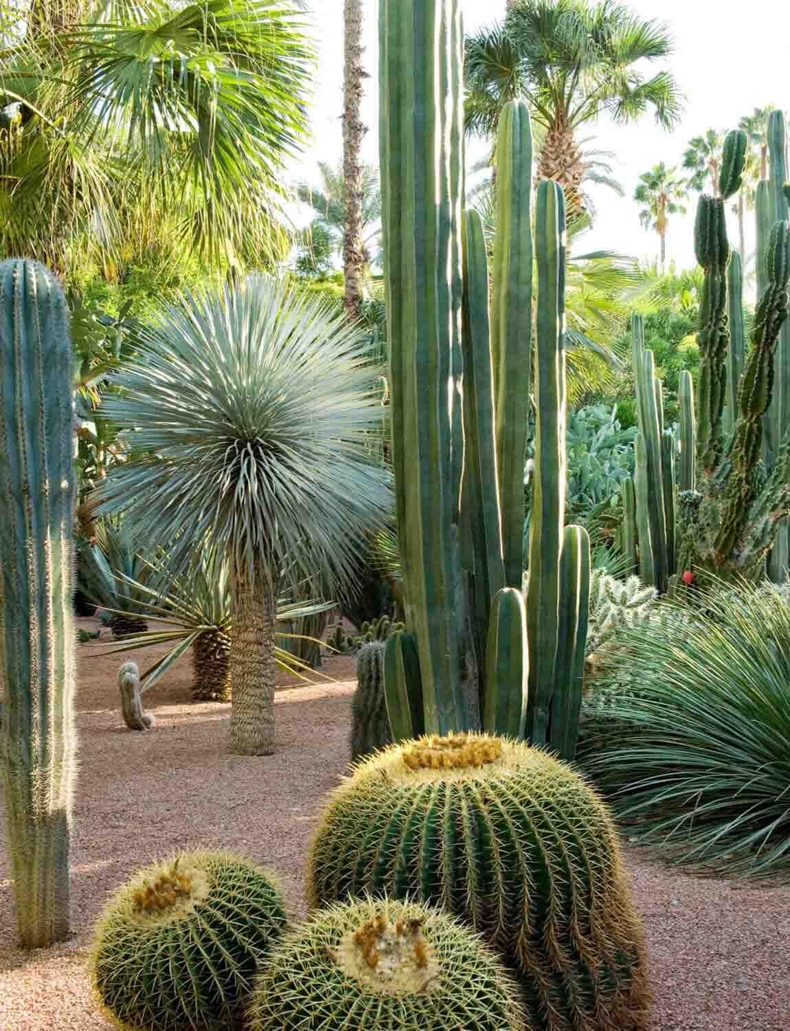 Jardin Majorelle 15