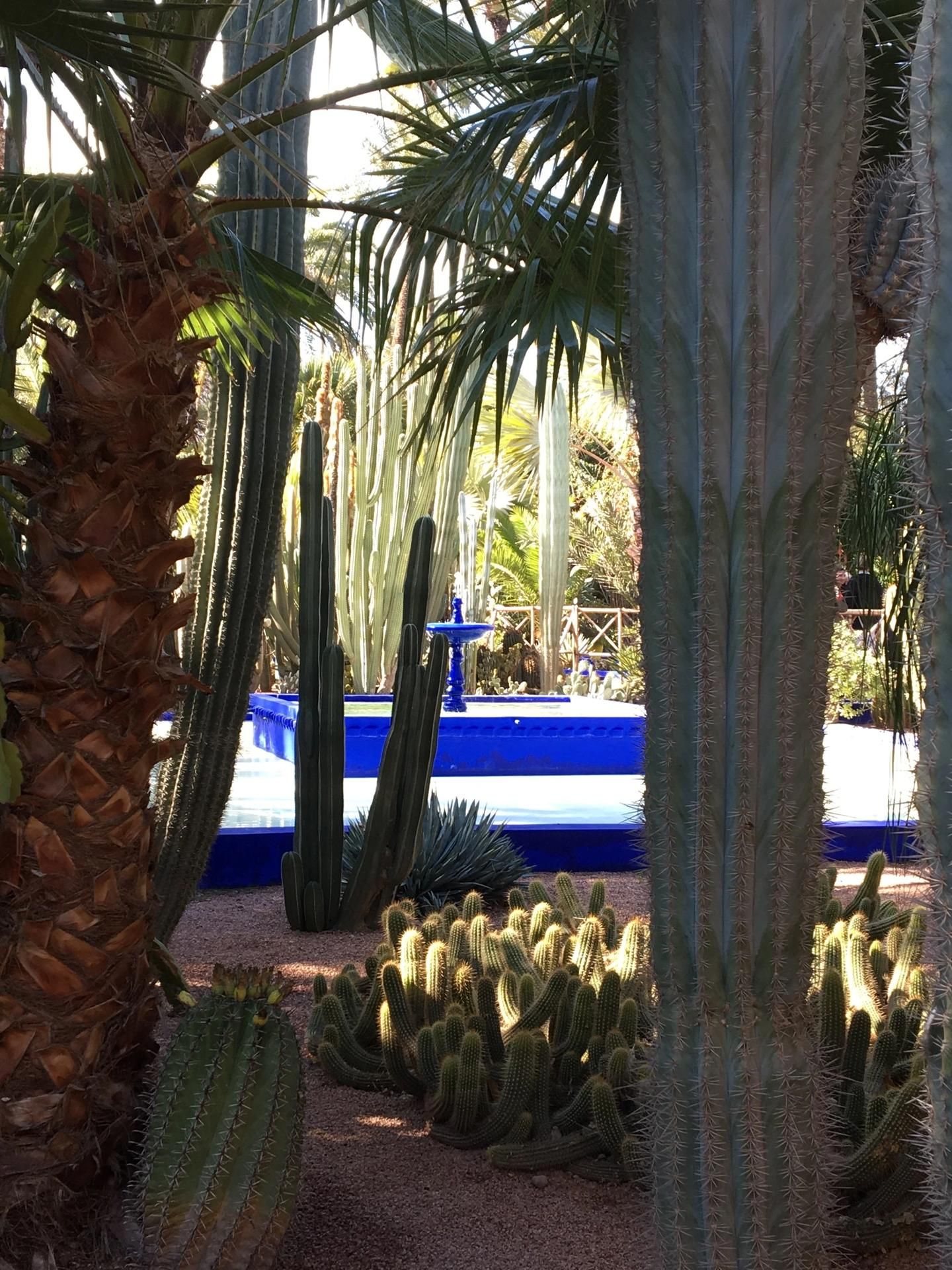 Jardin Majorelle 21