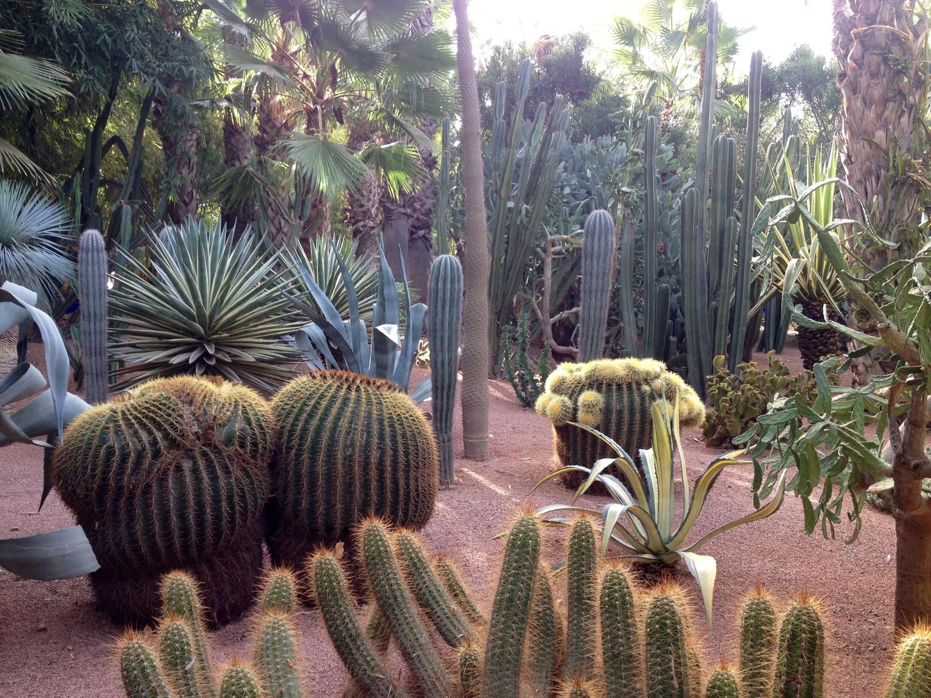 Jardin Majorelle 22