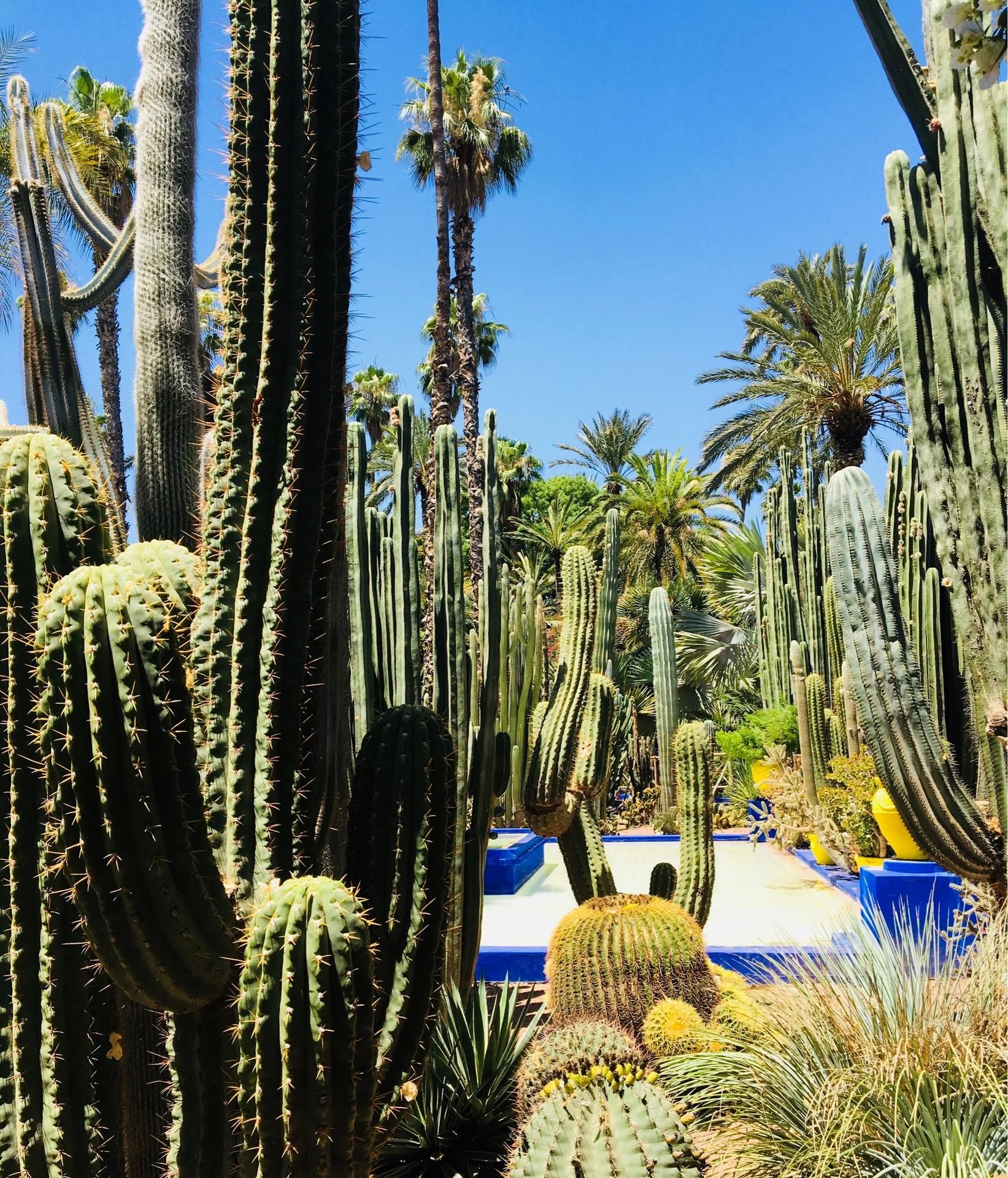 Jardin Majorelle 23
